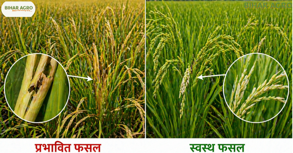 धान में हरा पत्ती फुदका, Green Leafhopper control, धान कीट नियंत्रण, Paddy pest control, Leafhopper treatment, धान कीट, ग्रीन लीफहॉपर, Paddy farming, Organic pest control, Chemical pest control, Rice insects, धान में हरा पत्ती फुदका (Green Leafhopper) कीट से रोकथाम कैसे करें तथा जैविक और रासायनिक उपचार कैसे करें?, Green Leafhopper Control in Paddy, धान के कीट, जैविक कीटनाशक, रासायनिक उपचार, बिहार एग्रो, Paddy Farming,