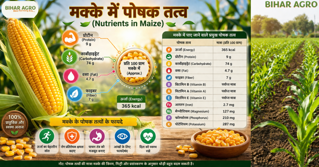 Nutrients in Maize, मक्के में पोषक तत्व, मक्के के फायदे, मक्के की खेती, Maize farming in Hindi, Agriculture Technology, मक्के में विटामिन्स, Bihar Agro, किसान भाइयों, Health benefits of corn, मक्का खाने के फायदे, 