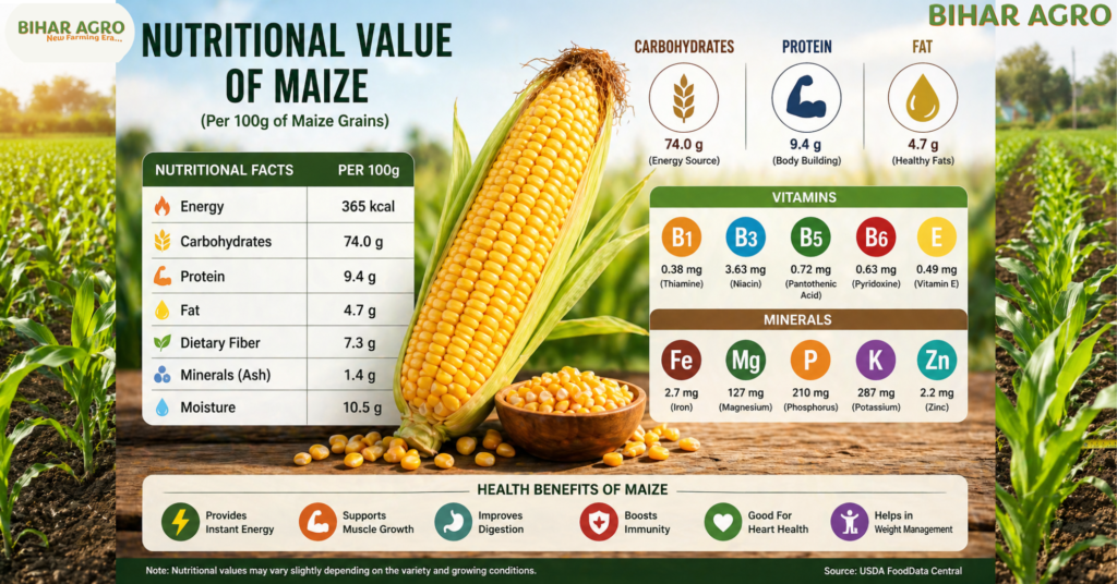 Nutrients in Maize, मक्के में पोषक तत्व, मक्के के फायदे, मक्के की खेती, Maize farming in Hindi, Agriculture Technology, मक्के में विटामिन्स, Bihar Agro, किसान भाइयों, Health benefits of corn, मक्का खाने के फायदे, 