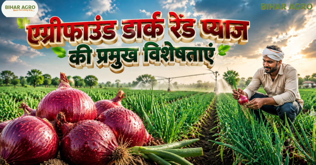 एग्रीफाउंड डार्क रेड प्याज, एग्रीफाउंड डार्क रेड प्याज की खेती, Agrifound Dark Red Onion, खरीफ सीजन प्याज की उन्नत किस्म, प्याज की सबसे अच्छी किस्म, खरीफ प्याज खेती, अधिक उत्पादन देने वाली प्याज, लाल प्याज की खेती, प्याज की उन्नत खेती, Onion Farming in Kharif Season, एग्रीफाउंड डार्क रेड विशेषताएं, प्याज की खेती कैसे करें, खरीफ प्याज की खेती, प्याज की हाईब्रिड किस्म, प्याज उत्पादन बढ़ाने के तरीके, NHRDF Onion Variety, Onion Yield Per Hectare, प्याज की खेती से लाभ, खरीफ प्याज बीज, प्याज की नई किस्म, भारत में प्याज की खेती,