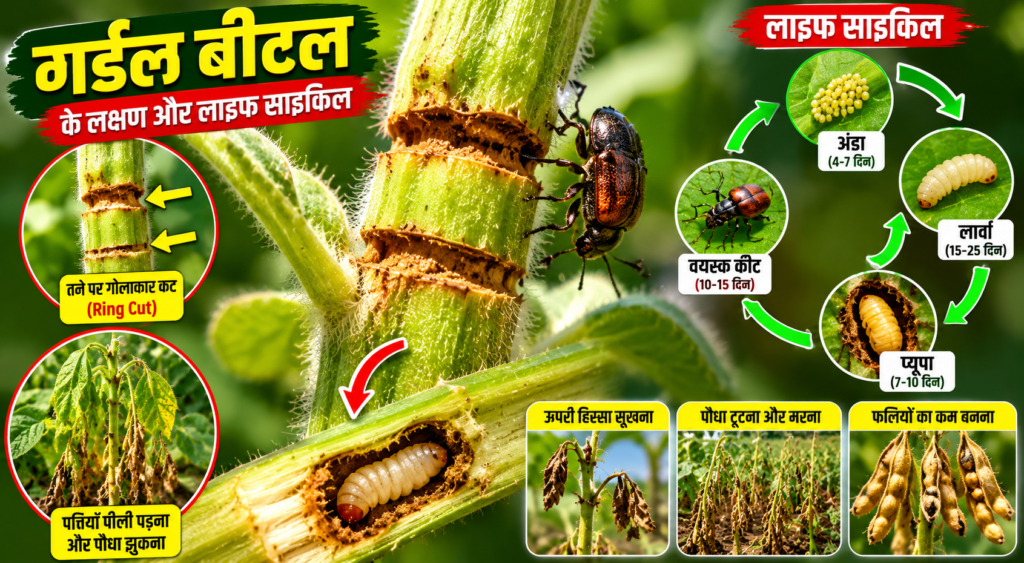 गर्डल बीटल के लक्षण और लाइफ साइकिल, Symptoms and Life Cycle of Girdle Beetle,