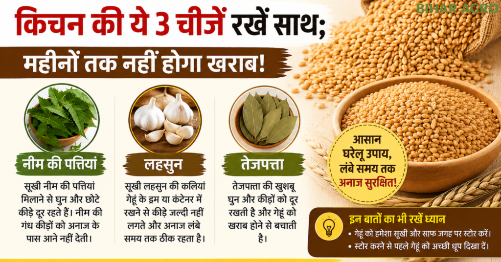 gehun me ghun se bachane ke gharelu upay, गेहूं में घुन से बचाव,गेहूं स्टोर करने के उपाय,wheat storage tips in hindi,गेहूं में कीड़े क्यों लगते हैं,घरेलू उपाय से गेहूं सुरक्षित रखें,अनाज को कीड़ों से कैसे बचाएं,kitchen tips for wheat storage,