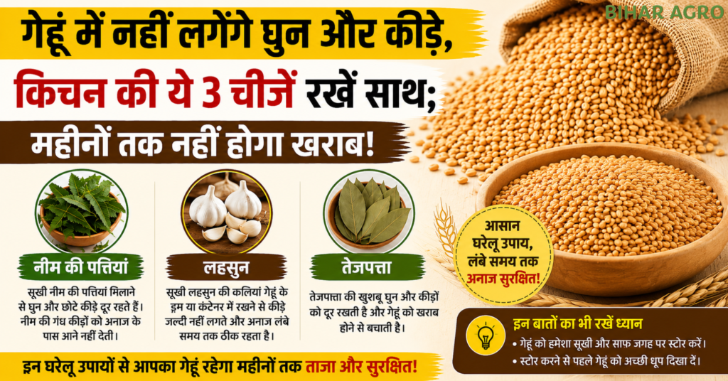 gehun me ghun se bachane ke gharelu upay, गेहूं में घुन से बचाव,गेहूं स्टोर करने के उपाय,wheat storage tips in hindi,गेहूं में कीड़े क्यों लगते हैं,घरेलू उपाय से गेहूं सुरक्षित रखें,अनाज को कीड़ों से कैसे बचाएं,kitchen tips for wheat storage,