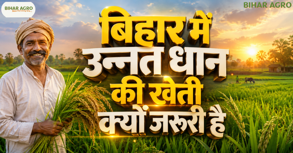 उन्नत धान, Improved Rice Varieties, उन्नत धान बीज, बिहार किसान, Rice Farming, Paddy Farming Bihar, HYV Rice, Agriculture Bihar, धान उत्पादन, कृषि तकनीक, बिहार एग्रीकल्चर, बिहार में उन्नत धान की खेती क्यों जरूरी है, उन्नत धान की खेती, बिहार धान खेती, धान की नई किस्में, हाई यील्ड धान, बिहार कृषि, धान उत्पादन,