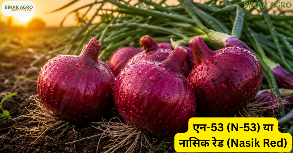 एन-53 प्याज की खेती, N-53 Onion Variety, Nasik Red Onion, खरीफ प्याज की उन्नत किस्म, अधिक उत्पादन देने वाली प्याज, लाल प्याज की खेती, Onion Farming in Hindi, खरीफ सीजन प्याज खेती, N-53 प्याज बीज, नासिक रेड प्याज, Onion Crop in Kharif Season, प्याज की उन्नत खेती, Onion Farming Tips, खरीफ प्याज उत्पादन, प्याज की ज्यादा उपज वाली किस्म,