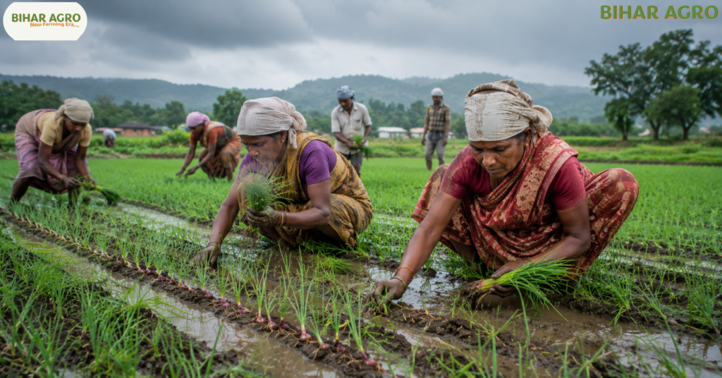 एन-53 प्याज की खेती, N-53 Onion Variety, Nasik Red Onion, खरीफ प्याज की उन्नत किस्म, अधिक उत्पादन देने वाली प्याज, लाल प्याज की खेती, Onion Farming in Hindi, खरीफ सीजन प्याज खेती, N-53 प्याज बीज, नासिक रेड प्याज, Onion Crop in Kharif Season, प्याज की उन्नत खेती, Onion Farming Tips, खरीफ प्याज उत्पादन, प्याज की ज्यादा उपज वाली किस्म,