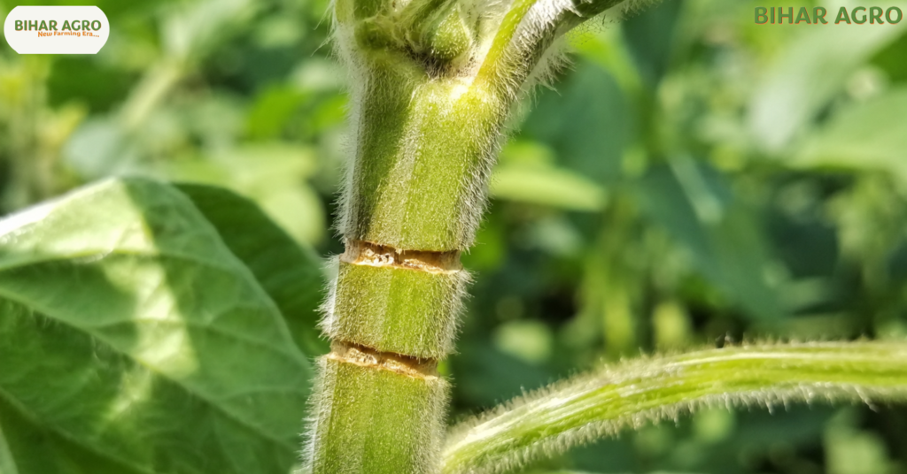 A detailed macro photograph of a soybean plant stem showing the classic damage of गर्डल बीटल (Girdle Beetle). Two distinct parallel circular rings (girdles) are cleanly cut around the green stem. Sunlight illuminating the plant cells, sharp focus, natural background.
