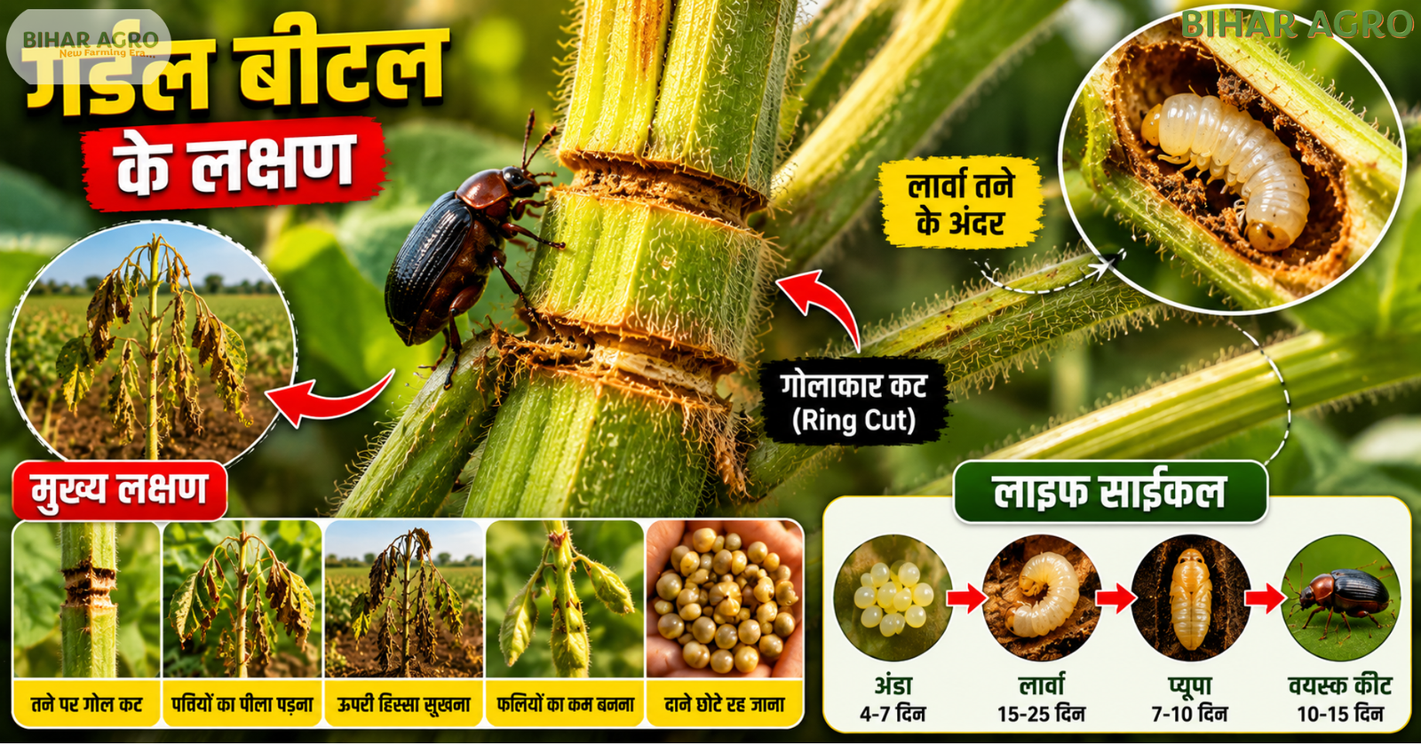 गर्डल बीटल के लक्षण और लाइफ साइकिल, Symptoms and Life Cycle of Girdle Beetle,