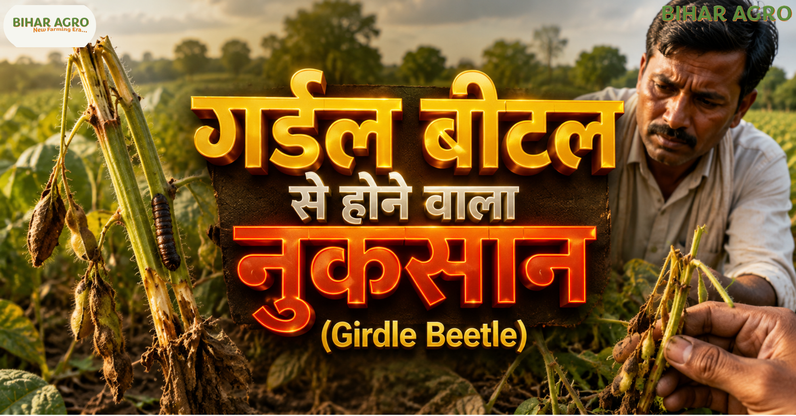 गर्डल बीटल, Girdle Beetle, गर्डल बीटल नियंत्रण, सोयाबीन कीट नियंत्रण, girdle beetle in soybean, soybean pest management, girdle beetle treatment, दलहनी फसल कीट,