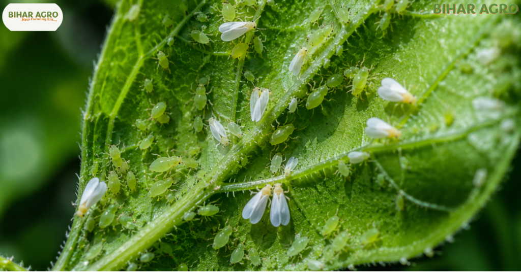 चूसक कीट, Sucking Pest, sucking pest control, sucking pest medicine, सफेद मक्खी, माहू, थ्रिप्स, जेसिड, फसल सुरक्षा, pest control, agriculture tips, किसान सलाह, IPM तकनीक, soybean pest, whitefly control, Sucking Pests,