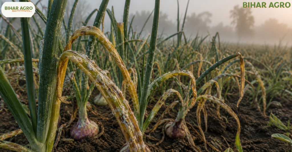 प्याज के रोग, onion disease control, प्याज में फफूंद रोग, purple blotch onion, डाउनी मिल्ड्यू नियंत्रण, प्याज झुलसा रोग, प्याज की फसल बचाने के उपाय, onion fungus disease, basal rot in onion, प्याज रोग की पहचान,