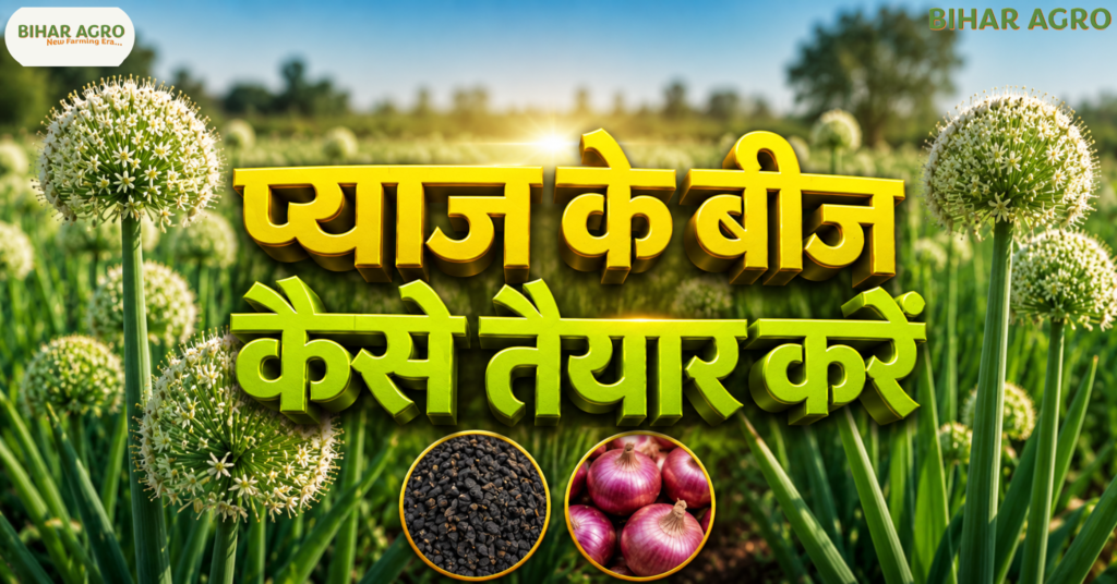 Onion Seeds Preparation, प्याज के बीज कैसे तैयार करें, Onion Seed Preparation, प्याज बीज उत्पादन, Onion Farming, प्याज खेती, प्याज के बीज कैसे तैयार करें, How to Prepare Onion Seeds, प्याज की खेती, Onion Seed Production in India, उन्नत खेती, High Yield Onion, प्याज के बीज का भाव, Bihar Agro, agriculture,प्याज बीज बनाने की विधि,