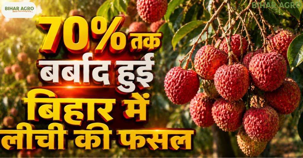 बिहार लीची फसल नुकसान, Bihar Litchi Crop Loss, Muzaffarpur Litchi News, लीची खेती, Climate Change Bihar, Shahi Litchi Bihar, Bihar Farmers News, Litchi Farming Tips, Bihar Agriculture News, लीची किसानों का नुकसान, lichi, Litchi, Litchi Fasal,