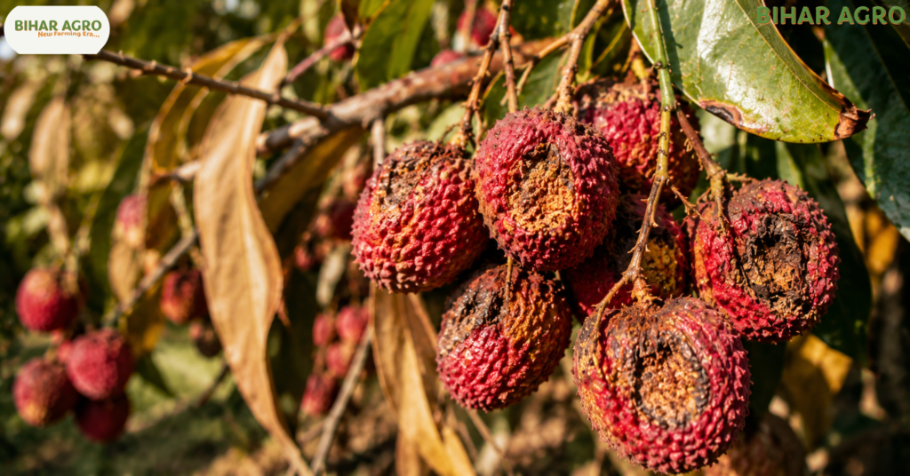 बिहार लीची फसल नुकसान, Bihar Litchi Crop Loss, Muzaffarpur Litchi News, लीची खेती, Climate Change Bihar, Shahi Litchi Bihar, Bihar Farmers News, Litchi Farming Tips, Bihar Agriculture News, लीची किसानों का नुकसान, lichi, Litchi, Litchi Fasal,