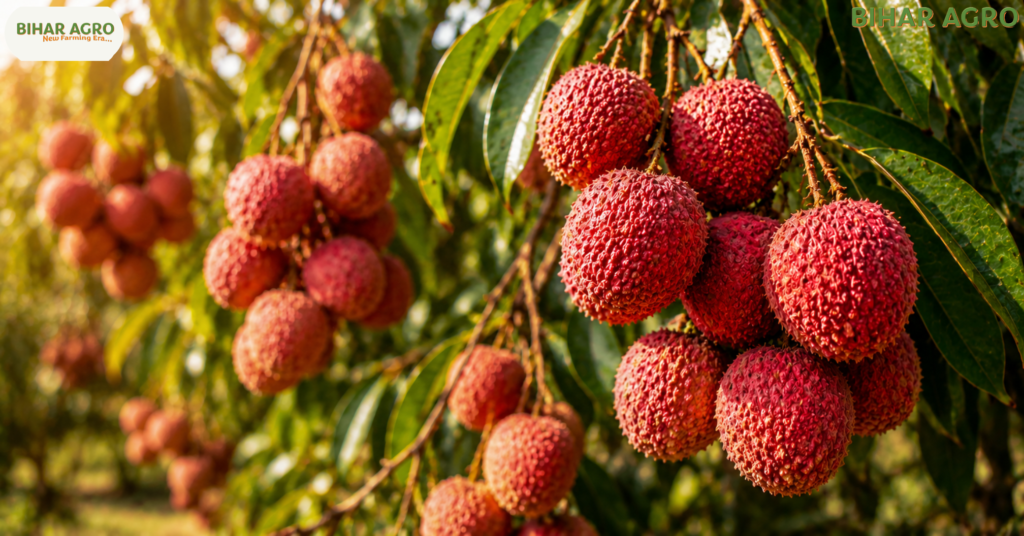 बिहार लीची फसल नुकसान, Bihar Litchi Crop Loss, Muzaffarpur Litchi News, लीची खेती, Climate Change Bihar, Shahi Litchi Bihar, Bihar Farmers News, Litchi Farming Tips, Bihar Agriculture News, लीची किसानों का नुकसान, lichi, Litchi, Litchi Fasal,