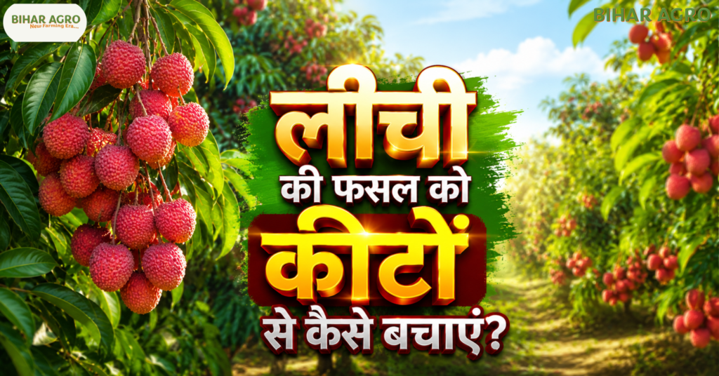 भविष्य में लीची की फसल को कीटों से कैसे बचाएं, Protect Litchi Crop from Pests in Future, लीची कीट नियंत्रण, Litchi Pest Control, लीची में कीट प्रबंधन, लीची खेती, लीची फल मक्खी नियंत्रण, IPM in Litchi, Organic Litchi Farming, लीची खेती, Litchi Farming, लीची कीट नियंत्रण, Organic Farming, IPM, Bihar Litchi, Fruit Farming, Litchi Orchard,
