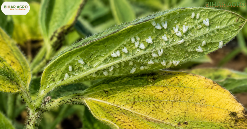 सफ़ेद मक्खी, White Fly, सफ़ेद मक्खी नियंत्रण, White Fly Control, सफेद मक्खी की दवा, White Fly Symptoms,सफेद मक्खी,