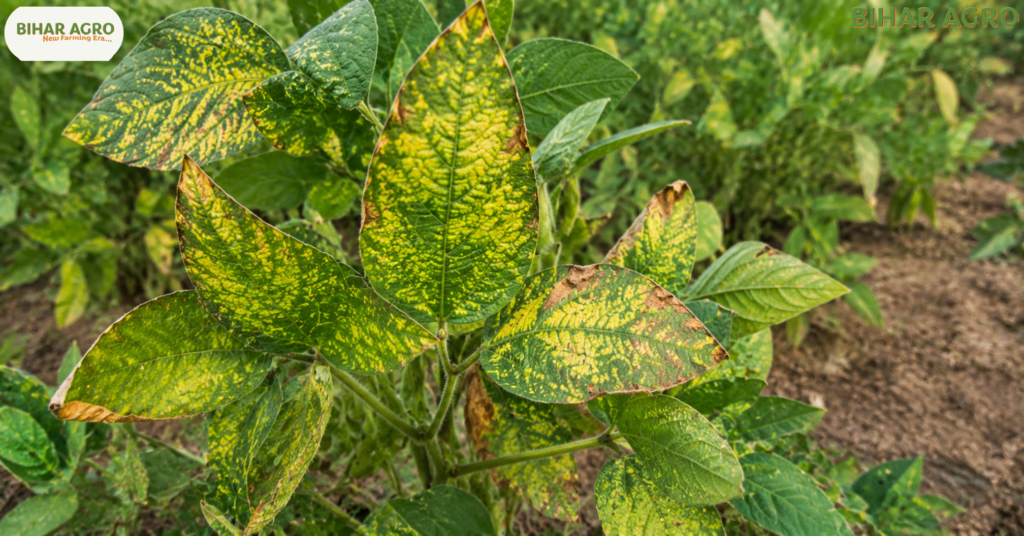 Soybean Farming, सोयाबीन खेती, Soybean Crop, कृषि जानकारी, Farming Tips, Bihar Agro, Soybean Production, Indian Agriculture, खेती की जानकारी, Soybean Cultivation, सोयाबीन की खेती कैसे करें, How to Cultivate Soybean, Soybean Farming, सोयाबीन की उन्नत खेती, सोयाबीन उत्पादन, soybean farming profit, modern agriculture,