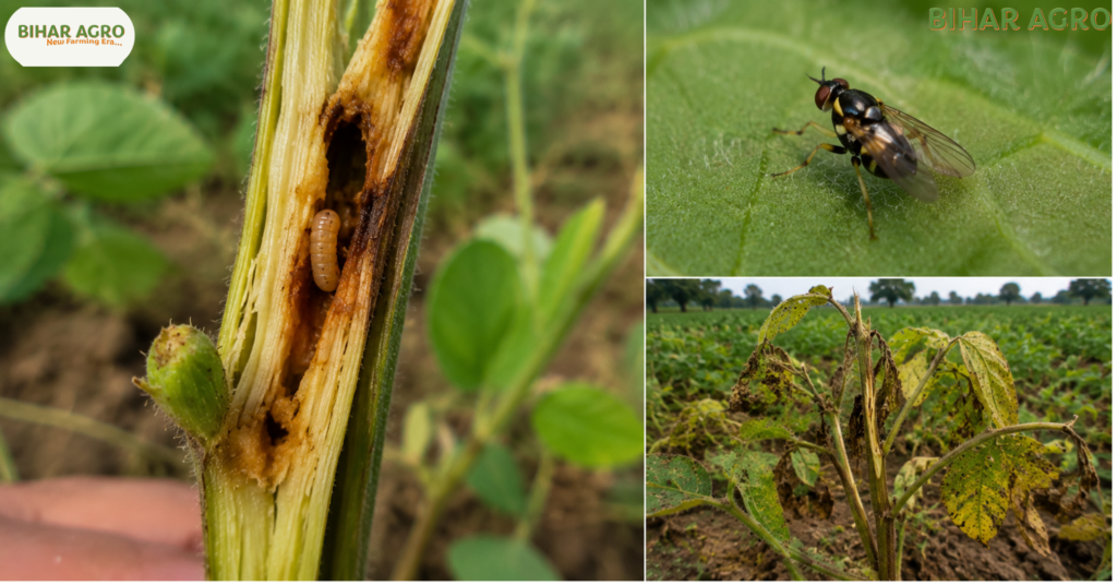 Stem Fly, तना मक्खी, Stem Fly Control, तना मक्खी का प्रकोप और बचाव,