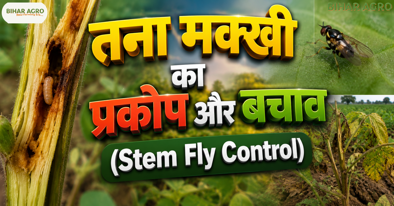 Stem Fly, तना मक्खी, Stem Fly Control, तना मक्खी का प्रकोप और बचाव,
