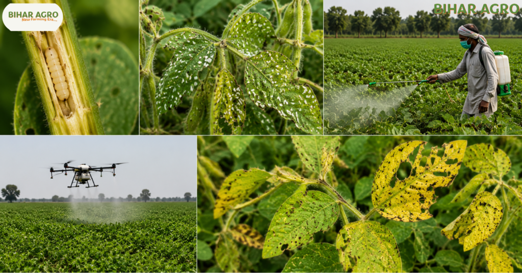 Stem Fly, तना मक्खी, Stem Fly Control, तना मक्खी का प्रकोप और बचाव,