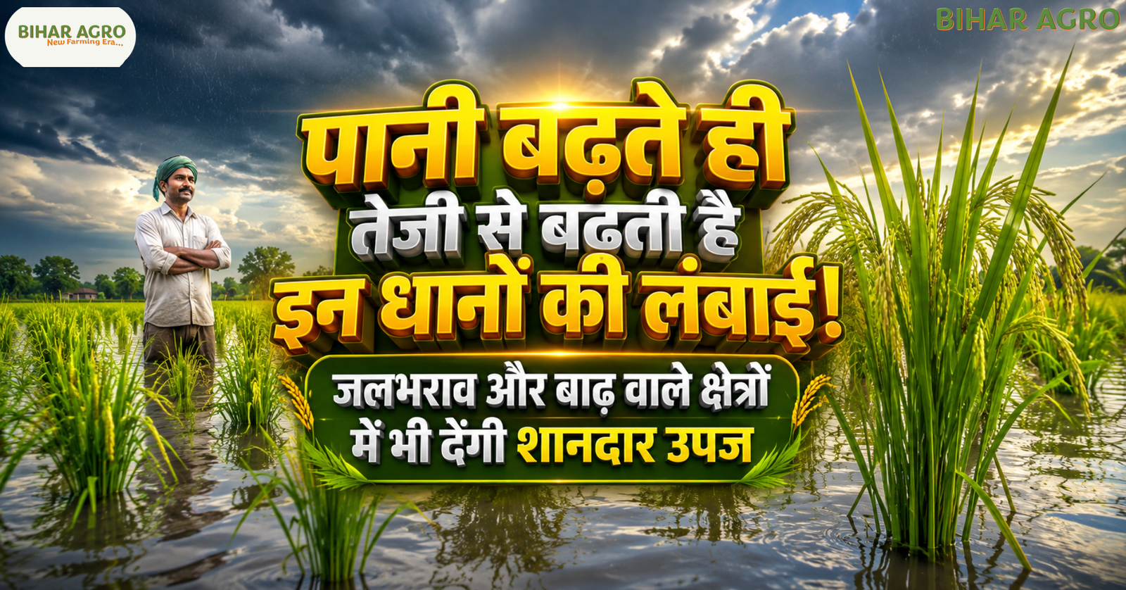 Flood Resistant Paddy Varieties, जलभराव में धान की खेती, बाढ़ प्रभावित क्षेत्रों के लिए धान, पानी में बढ़ने वाली धान की किस्में, जलमग्न धान किस्म, पंत धान 95, जल लहरी धान, मधुकर चकिया धान, धान की उन्नत किस्में, मानसून में धान की खेती, जलभराव सहनशील धान, Flood Tolerant Rice Varieties, Lowland Paddy Farming, Waterlogging Resistant Rice, धान की बंपर पैदावार, किसानों के लिए उन्नत धान बीज, बाढ़ में सुरक्षित धान की खेती, Narendra Dev Agriculture University Rice Varieties