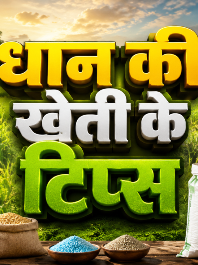 Dhan Ki Kheti Tips, Paddy Farming ,Paddy Farming Tips, धान की खेती, धान उत्पादन, धान की नर्सरी, धान में खाद प्रबंधन, Paddy Yield Increase, Rice Farming Guide, धान की उन्नत खेती, धान की पैदावारTips, धान की खेती, धान उत्पादन, धान की नर्सरी, धान में खाद प्रबंधन, Paddy Yield Increase, Rice Farming Guide, धान की उन्नत खेती, धान की पैदावार,