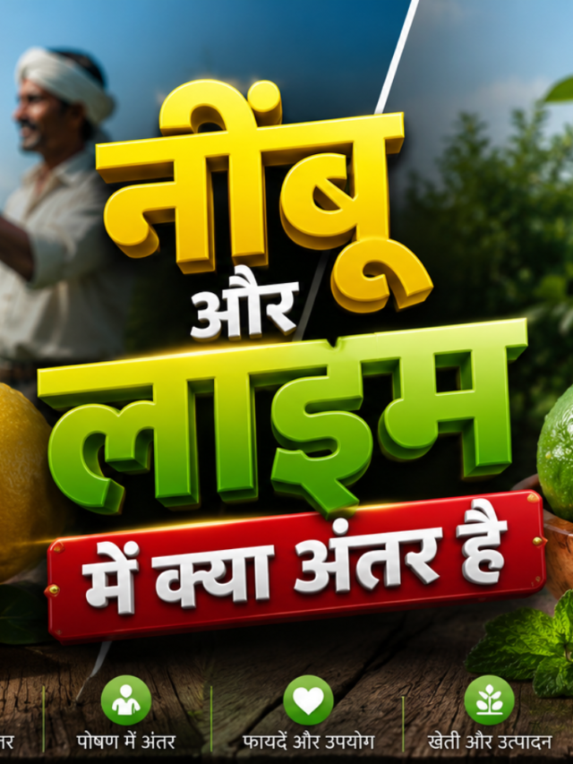 नींबू और लाइम में क्या अंतर है, Lemon vs Lime Difference, नींबू और लाइम का अंतर, Lemon Benefits, Lime Benefits, Citrus Fruits, Lemon Farming, Lime Farming, Vitamin C Fruits,
