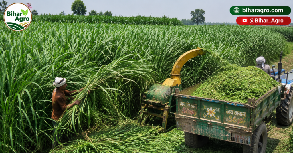 नेपियर घास के फायदे, Benefits of Napier Grass, Napier Grass Farming, Napier Grass Benefits, हरा चारा, पशुपालन, डेयरी फार्मिंग, Elephant Grass, Fodder Crop, Napier Grass Cultivation,
