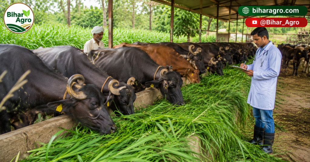 नेपियर घास के फायदे, Benefits of Napier Grass, Napier Grass Farming, Napier Grass Benefits, हरा चारा, पशुपालन, डेयरी फार्मिंग, Elephant Grass, Fodder Crop, Napier Grass Cultivation,