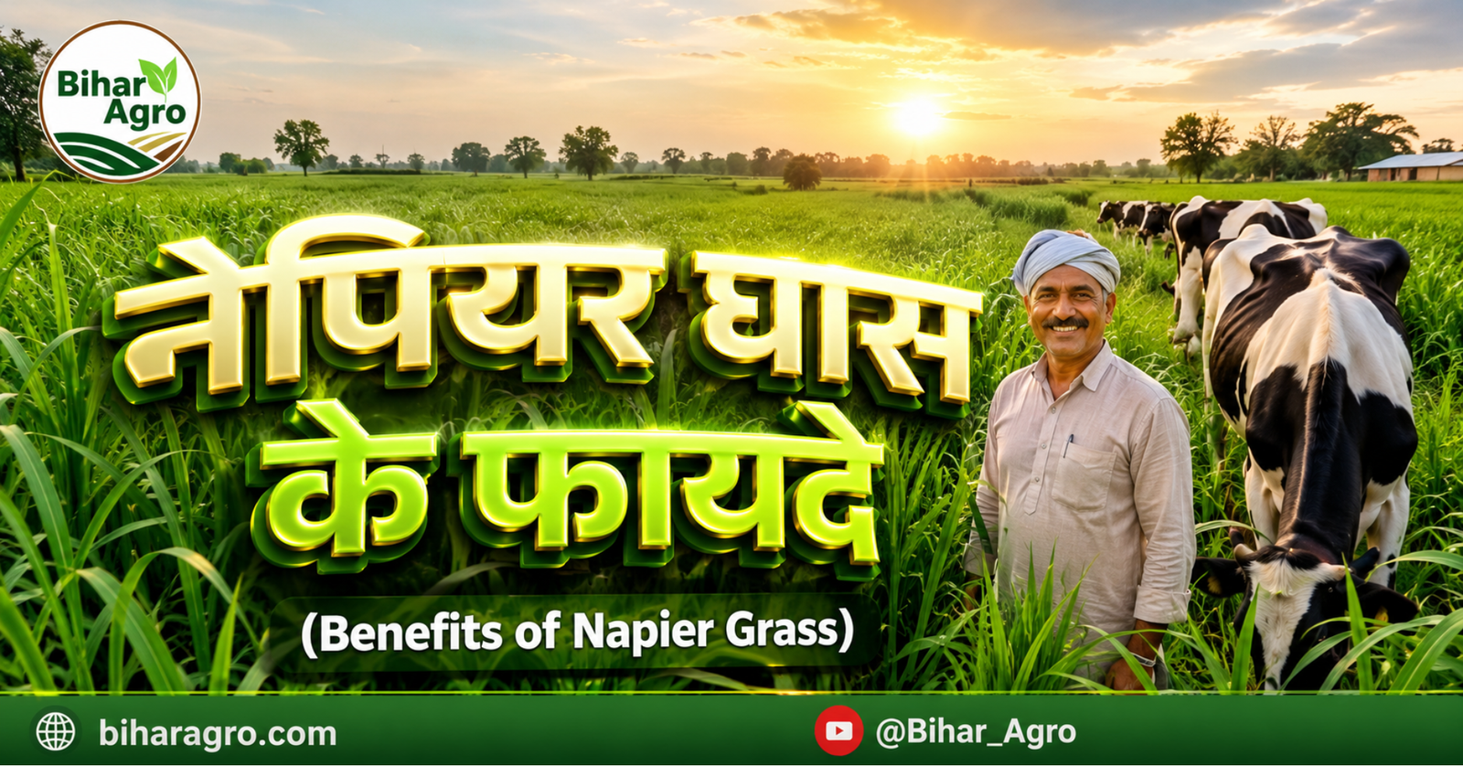 नेपियर घास के फायदे, Benefits of Napier Grass, Napier Grass Farming, Napier Grass Benefits, हरा चारा, पशुपालन, डेयरी फार्मिंग, Elephant Grass, Fodder Crop, Napier Grass Cultivation,