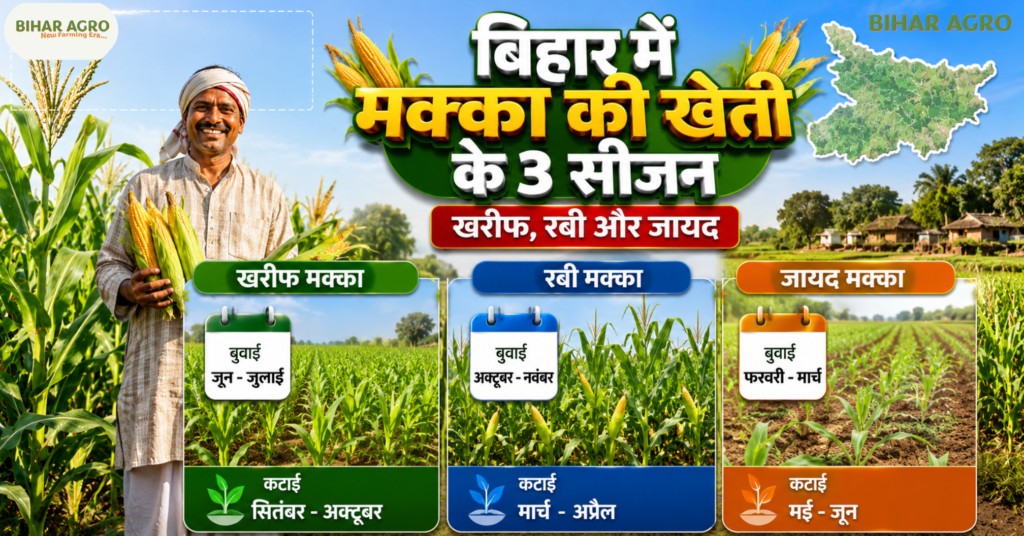 बिहार में मक्का की खेती, Bihar Me Makka Ki Kheti, Bihar Maize Farming, बिहार मक्का उत्पादन, बिहार में मक्का उत्पादन, रबी मक्का बिहार, खरीफ मक्का बिहार, बिहार के प्रमुख मक्का उत्पादक जिले, बिहार में मक्का की खेती कब होती है, बिहार में मक्का की पैदावार, Maize Farming in Bihar, Bihar Corn Farming, Bihar Rabi Maize, Bihar Kharif Maize, बिहार मक्का खेती, बिहार में मक्का का उत्पादन कितना है, मक्का की उन्नत खेती, बिहार कृषि, बिहार के किसान, मक्का की खेती से कमाई,