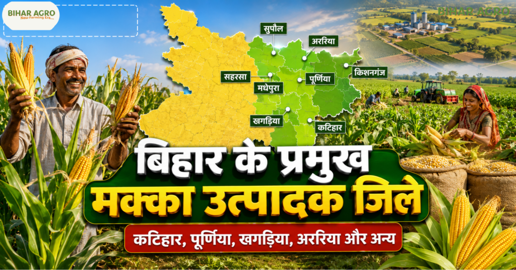 बिहार में मक्का की खेती, Bihar Me Makka Ki Kheti, Bihar Maize Farming, बिहार मक्का उत्पादन, बिहार में मक्का उत्पादन, रबी मक्का बिहार, खरीफ मक्का बिहार, बिहार के प्रमुख मक्का उत्पादक जिले, बिहार में मक्का की खेती कब होती है, बिहार में मक्का की पैदावार, Maize Farming in Bihar, Bihar Corn Farming, Bihar Rabi Maize, Bihar Kharif Maize, बिहार मक्का खेती, बिहार में मक्का का उत्पादन कितना है, मक्का की उन्नत खेती, बिहार कृषि, बिहार के किसान, मक्का की खेती से कमाई,