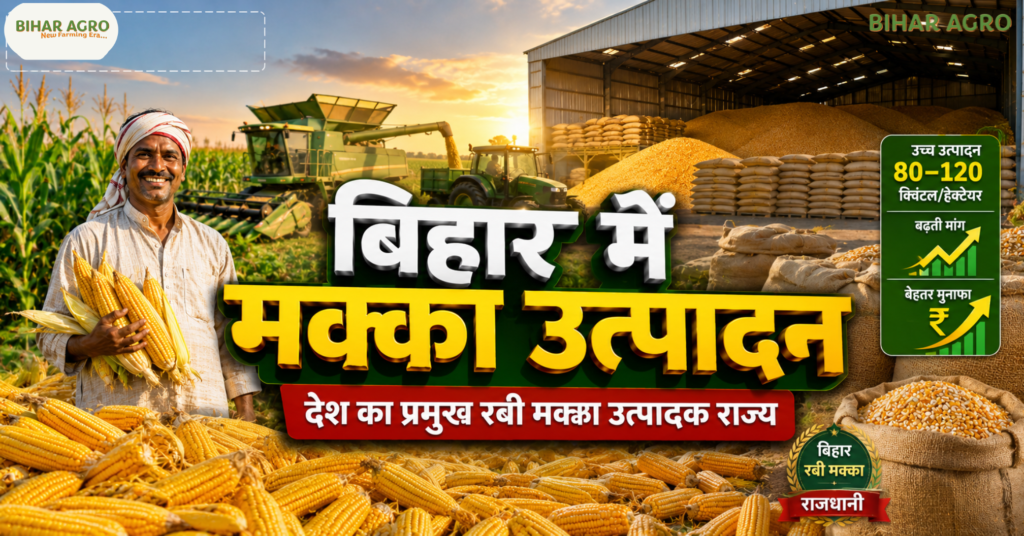 बिहार में मक्का की खेती, Bihar Me Makka Ki Kheti, Bihar Maize Farming, बिहार मक्का उत्पादन, बिहार में मक्का उत्पादन, रबी मक्का बिहार, खरीफ मक्का बिहार, बिहार के प्रमुख मक्का उत्पादक जिले, बिहार में मक्का की खेती कब होती है, बिहार में मक्का की पैदावार, Maize Farming in Bihar, Bihar Corn Farming, Bihar Rabi Maize, Bihar Kharif Maize, बिहार मक्का खेती, बिहार में मक्का का उत्पादन कितना है, मक्का की उन्नत खेती, बिहार कृषि, बिहार के किसान, मक्का की खेती से कमाई,