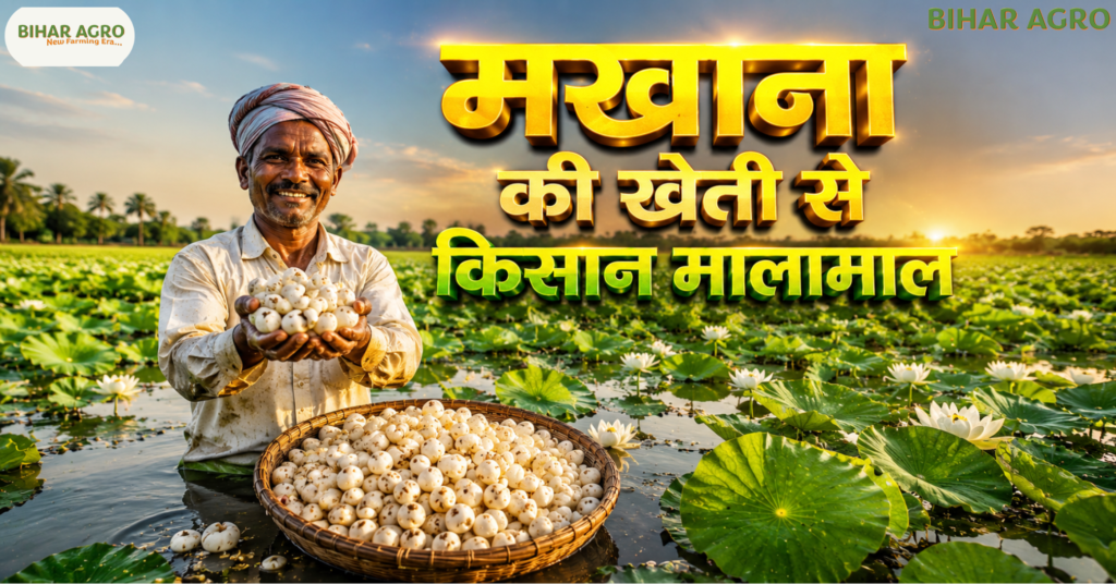 मखाना की खेती में मुनाफा, Profitability in Makhana Cultivation, मखाना खेती, मखाना फार्मिंग, बिहार मखाना खेती, मखाना बिजनेस, मखाना उत्पादन, मखाना से कमाई, मखाना खेती लाभ, Profit in Makhana Cultivation,