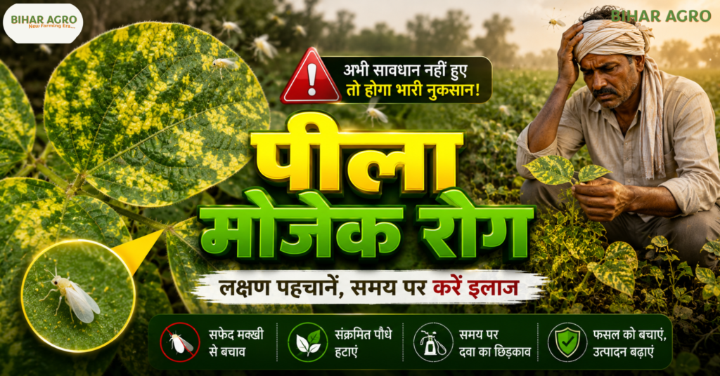 पीला मोजेक रोग, Yellow Mosaic, Yellow Mosaic Virus, मूंग में पीला मोजेक रोग, Yellow Mosaic Disease, मूंग की फसल, सफेद मक्खी नियंत्रण, Whitefly Control, दलहनी फसल रोग, मूंग रोग नियंत्रण, उड़द में पीला मोजेक, मोठ की फसल, YMV Virus, खरीफ दलहनी फसल, कृषि सलाह,