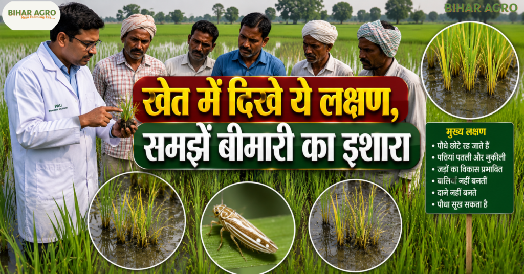 Rice Dwarf 2026, Rice Dwarf Disease, Rice Dwarf Virus, Rice Dwarf in Paddy, धान में राइस ड्वार्फ रोग, धान का वायरस रोग, White-backed Plant Hopper, धान की बीमारी 2026, Paddy Disease 2026, Rice Crop Disease, धान में कीट नियंत्रण, Rice Dwarf Symptoms, Rice Dwarf Prevention, धान की फसल बचाव, Rice Dwarf Management