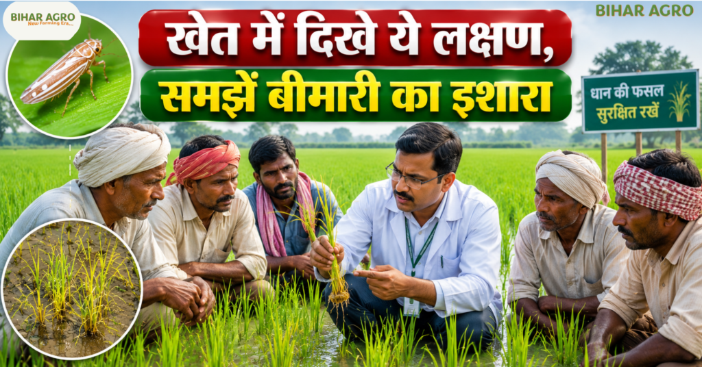Rice Dwarf 2026, Rice Dwarf Disease, Rice Dwarf Virus, Rice Dwarf in Paddy, धान में राइस ड्वार्फ रोग, धान का वायरस रोग, White-backed Plant Hopper, धान की बीमारी 2026, Paddy Disease 2026, Rice Crop Disease, धान में कीट नियंत्रण, Rice Dwarf Symptoms, Rice Dwarf Prevention, धान की फसल बचाव, Rice Dwarf Management