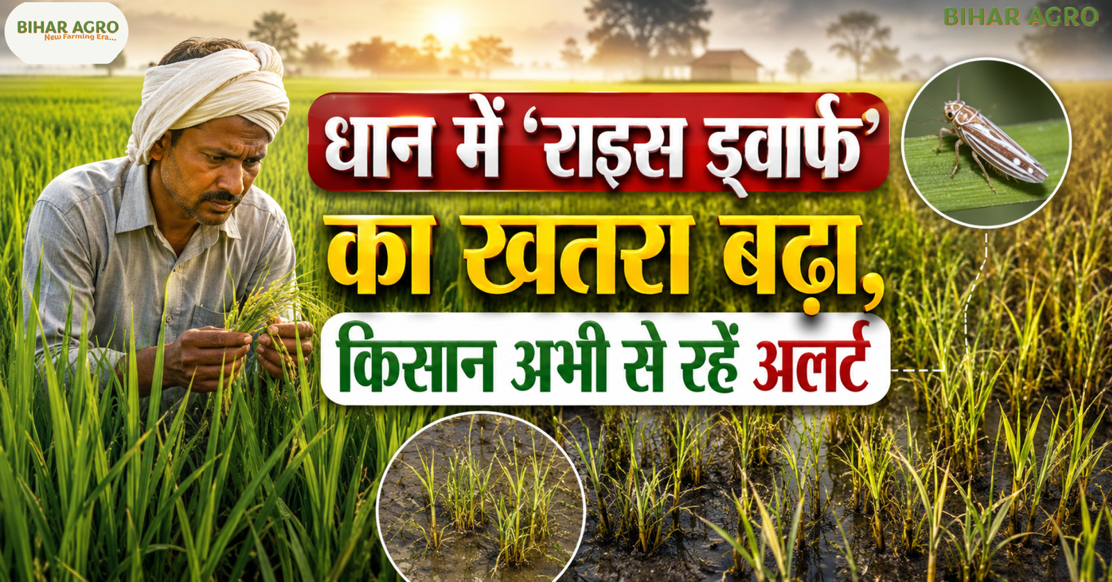 Rice Dwarf 2026, Rice Dwarf Disease, Rice Dwarf Virus, Rice Dwarf in Paddy, धान में राइस ड्वार्फ रोग, धान का वायरस रोग, White-backed Plant Hopper, धान की बीमारी 2026, Paddy Disease 2026, Rice Crop Disease, धान में कीट नियंत्रण, Rice Dwarf Symptoms, Rice Dwarf Prevention, धान की फसल बचाव, Rice Dwarf Management