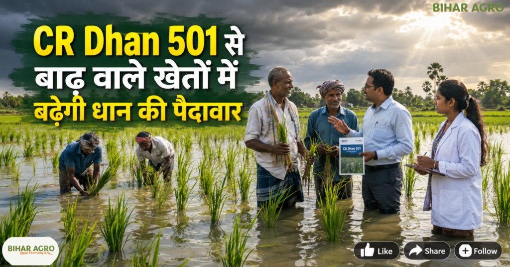 CRRI Launches CR Dhan 501 For Waterlogged Rice, CR Dhan 501, CRRI, CRRI Launches CR Dhan 501 For Waterlogged Rice, धान की नई किस्म, बाढ़ प्रभावित धान, जल-जमाव वाली धान, SRBSDV वायरस, WBPH, धान रोग प्रबंधन, Rice Variety 2026, Paddy Farming,