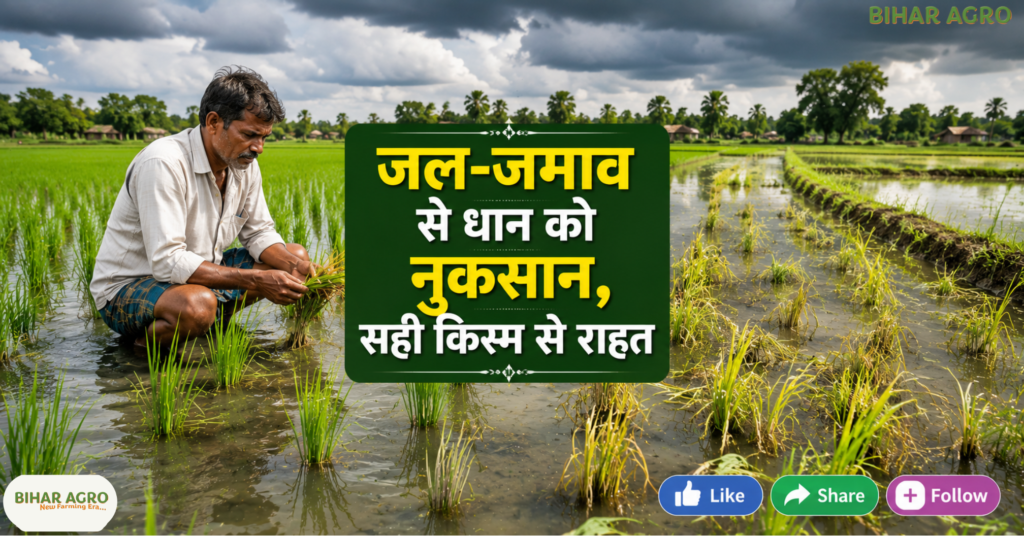 CRRI Launches CR Dhan 501 For Waterlogged Rice, CR Dhan 501, CRRI, CRRI Launches CR Dhan 501 For Waterlogged Rice, धान की नई किस्म, बाढ़ प्रभावित धान, जल-जमाव वाली धान, SRBSDV वायरस, WBPH, धान रोग प्रबंधन, Rice Variety 2026, Paddy Farming,