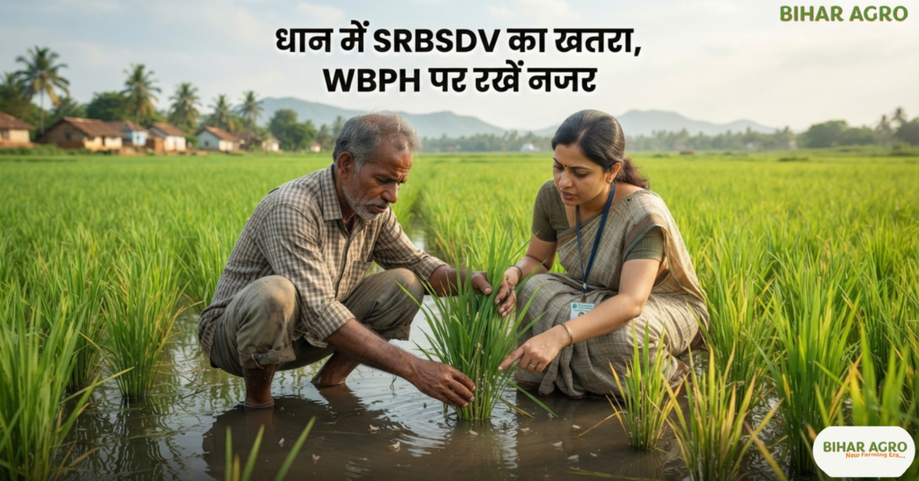 CRRI Launches CR Dhan 501 For Waterlogged Rice, CR Dhan 501, CRRI, CRRI Launches CR Dhan 501 For Waterlogged Rice, धान की नई किस्म, बाढ़ प्रभावित धान, जल-जमाव वाली धान, SRBSDV वायरस, WBPH, धान रोग प्रबंधन, Rice Variety 2026, Paddy Farming,