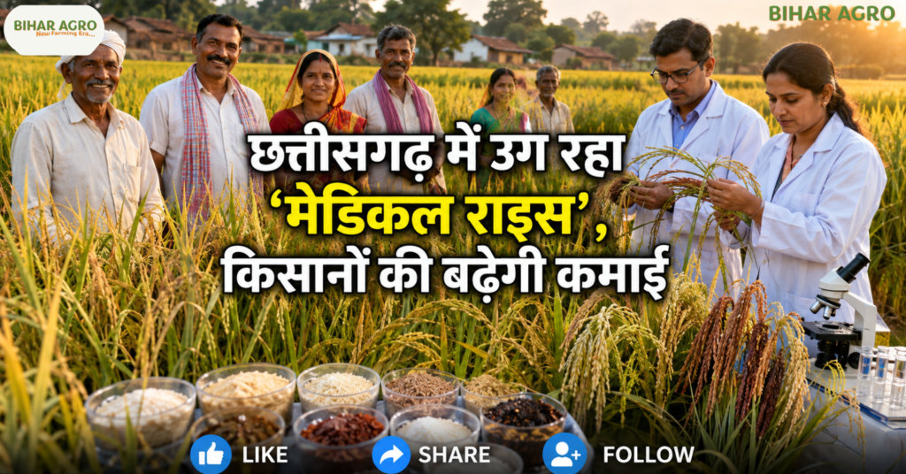 Farmers Sowing Medical Rice, Medical Rice, Chhattisgarh Rice, औषधीय धान, छत्तीसगढ़ धान, लाइचा धान, महाराजी धान, गठुवन धान, जवा फूल, मधुराज-55, Traditional Rice, Medicinal Rice, IGKV, Farmers Income,