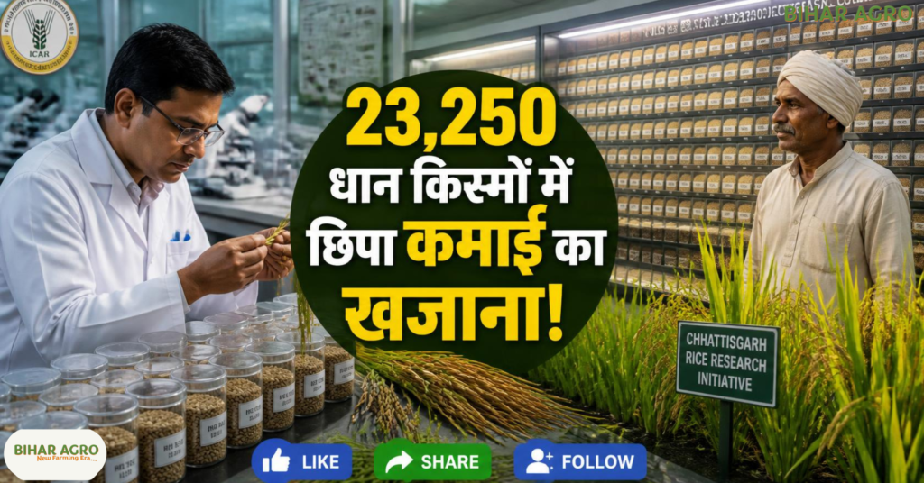 Farmers Sowing Medical Rice, Medical Rice, Chhattisgarh Rice, औषधीय धान, छत्तीसगढ़ धान, लाइचा धान, महाराजी धान, गठुवन धान, जवा फूल, मधुराज-55, Traditional Rice, Medicinal Rice, IGKV, Farmers Income,