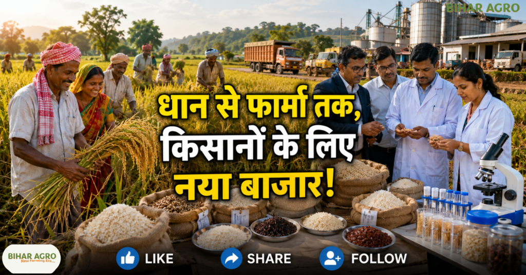 Farmers Sowing Medical Rice, Medical Rice, Chhattisgarh Rice, औषधीय धान, छत्तीसगढ़ धान, लाइचा धान, महाराजी धान, गठुवन धान, जवा फूल, मधुराज-55, Traditional Rice, Medicinal Rice, IGKV, Farmers Income,