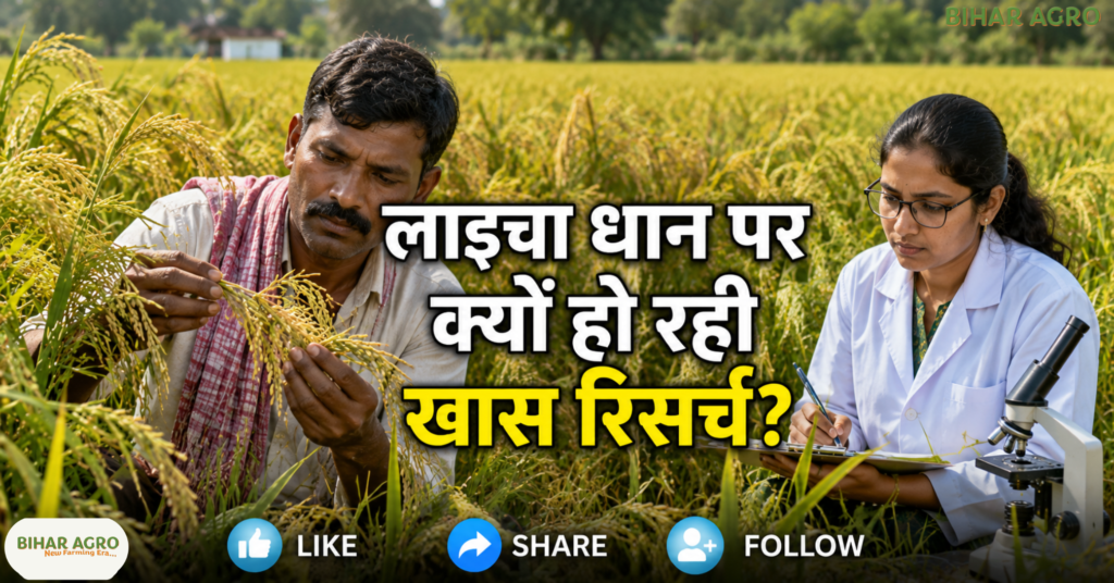 Farmers Sowing Medical Rice, Medical Rice, Chhattisgarh Rice, औषधीय धान, छत्तीसगढ़ धान, लाइचा धान, महाराजी धान, गठुवन धान, जवा फूल, मधुराज-55, Traditional Rice, Medicinal Rice, IGKV, Farmers Income,