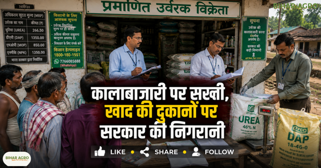 Paddy Transplanting Fertilizer Demand Black Marketing, Bihar Fertilizer News, Bihar Kisan Helpline, Fertilizer Black Marketing, Paddy Farming Bihar, Urea DAP News, Bihar Agriculture News, Fertilizer Price, Farmer Helpline Bihar,