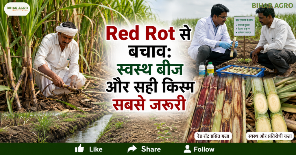 Red Rot Disease of Sugarcane (sugarcane cancer) and red-rot resistant varieties, Red Rot Disease of Sugarcane, sugarcane cancer, red rot disease, sugarcane disease, red rot resistant varieties, sugarcane varieties, Co 0238, CoSh 19231, CoSe 17451, sugarcane farming, गन्ने का कैंसर, गन्ने की बीमारी, गन्ना खेती, चीनी उत्पादन,