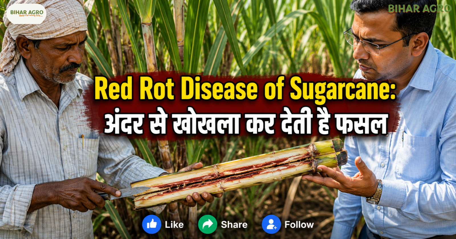 Red Rot Disease of Sugarcane (sugarcane cancer) and red-rot resistant varieties, Red Rot Disease of Sugarcane, sugarcane cancer, red rot disease, sugarcane disease, red rot resistant varieties, sugarcane varieties, Co 0238, CoSh 19231, CoSe 17451, sugarcane farming, गन्ने का कैंसर, गन्ने की बीमारी, गन्ना खेती, चीनी उत्पादन,