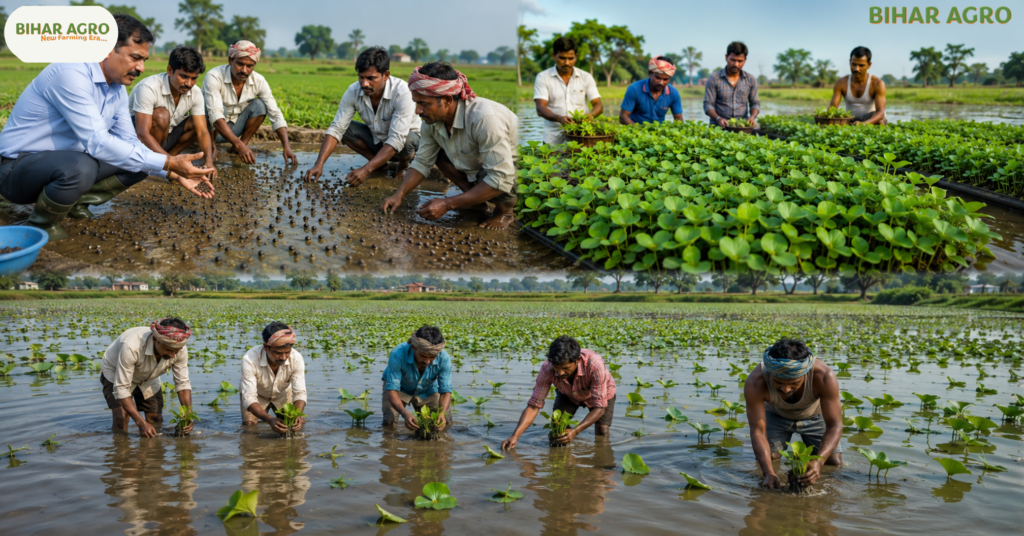 Makhana Farming 2026, मखाना की खेती 2026, मखाना खेती, मखाना की बुआई, मखाना रोपाई, मखाना उत्पादन, मखाना उन्नत किस्में, Makhana Cultivation Guide, Bihar Makhana Farming, Makhana Farming India,